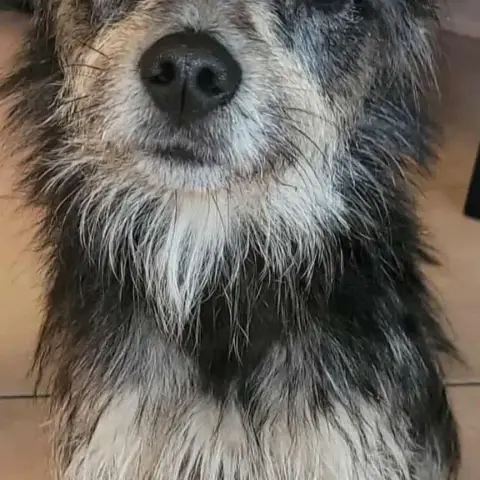 Buddy
