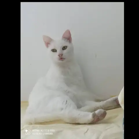 Blanquette
