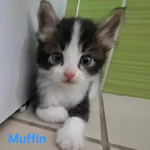 Muffin photo 3