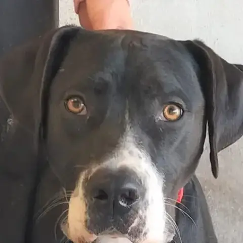 Pirata