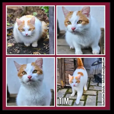 Tim