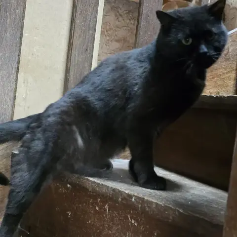 Figaro photo 2