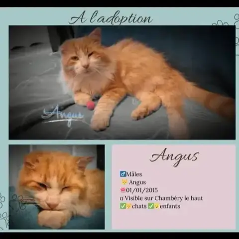 Angus