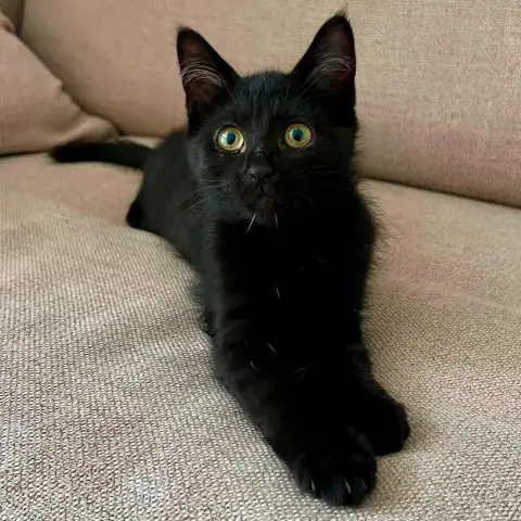 Bagheera