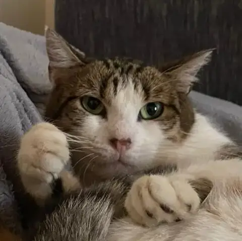 Bobika