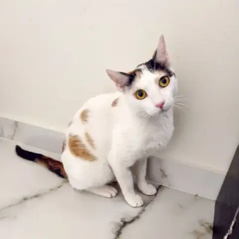 Lily