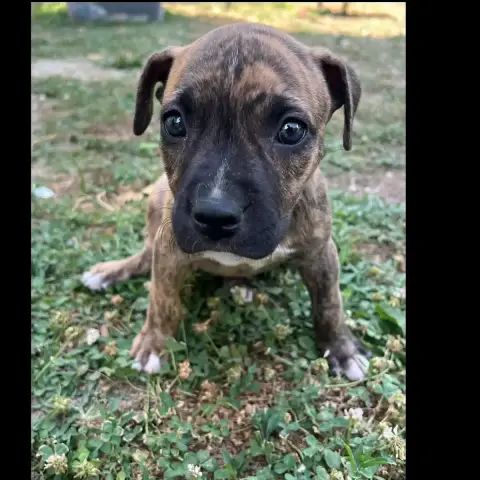 Berry photo 2