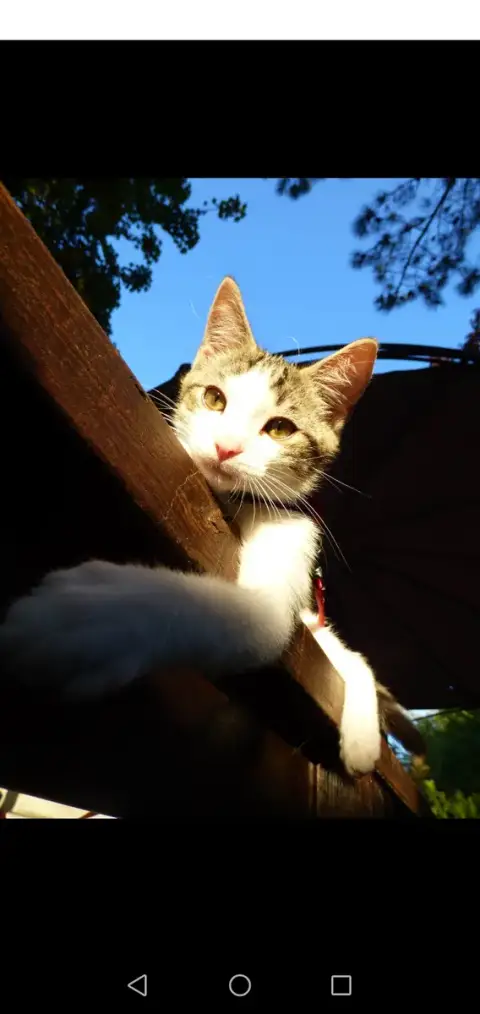 Reglisse photo 3