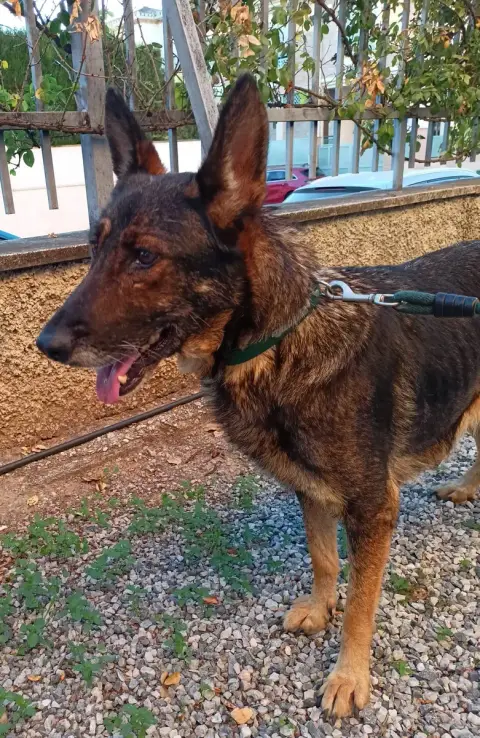 Loba