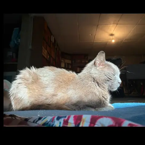Maxwell photo 3