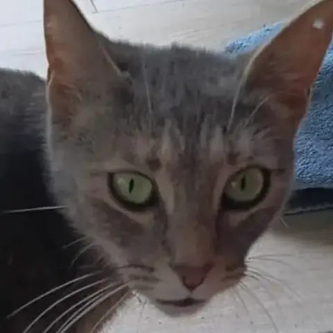 Nala photo 2