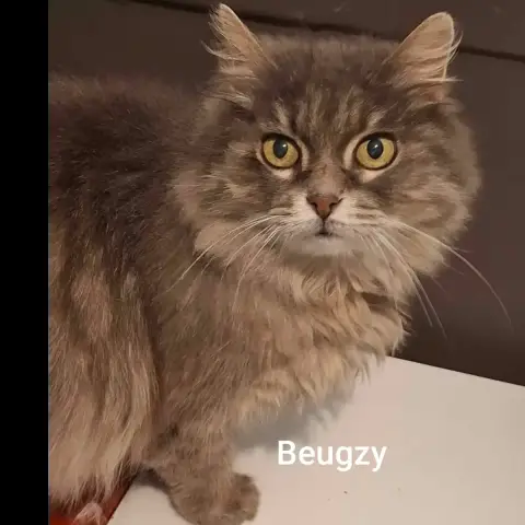 Beugzy