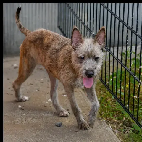 Shaggy photo 3