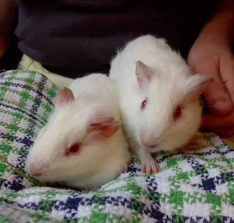 Moomin Et Momiji