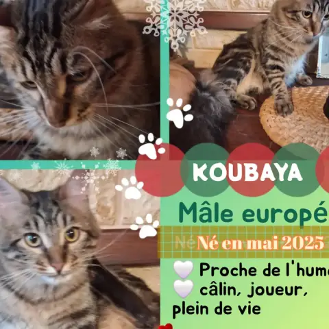 Koubaya