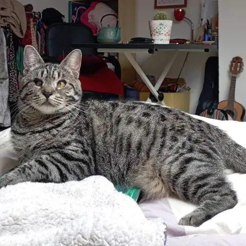 Bonnie