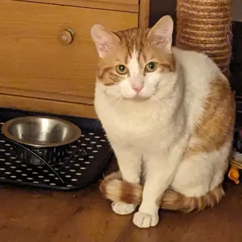 Bonbon