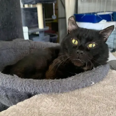 Marcel