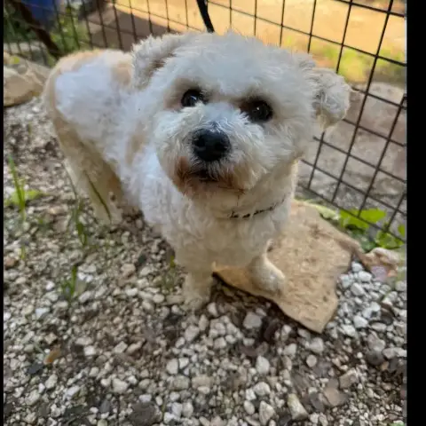 Piona