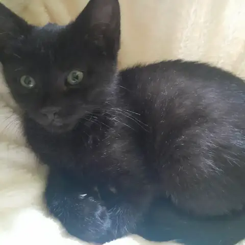 Onyx
