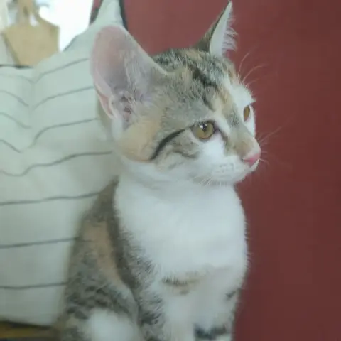 Bella photo 3