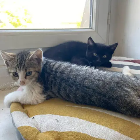 Krokmou Et Sa Petite Soeur photo 3