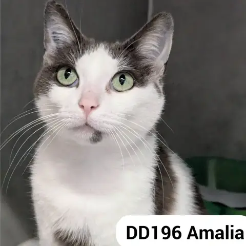 Amalia