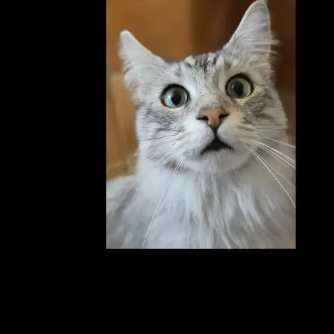 Maine Et Coon photo 3