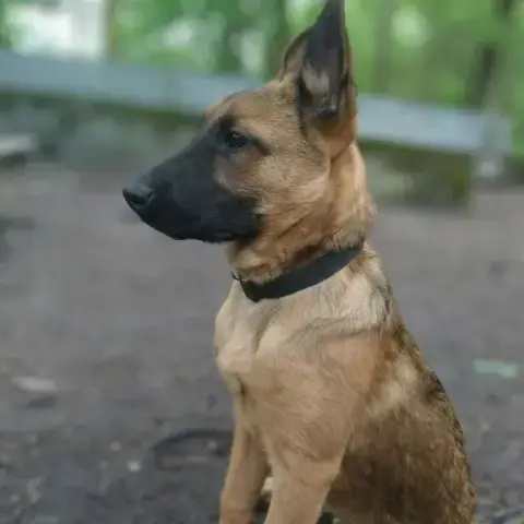 Asta photo 3