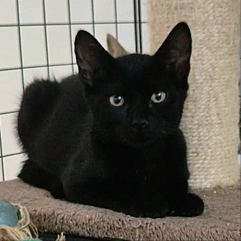 Reglisse