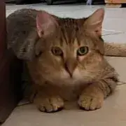 Alvin
