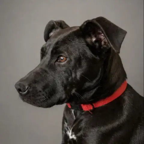 Laika