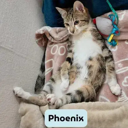 Phoénix