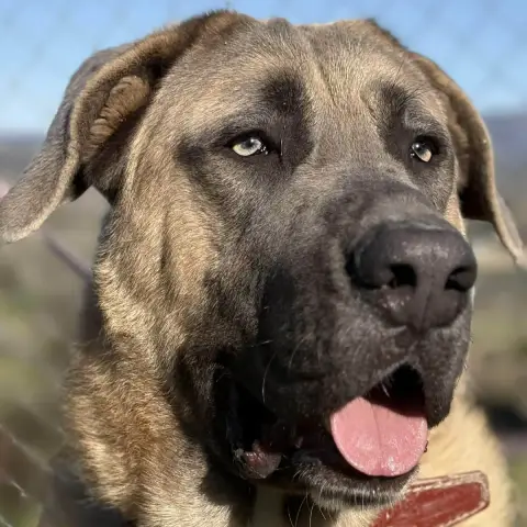 Zeus