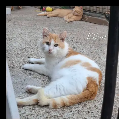 Eliott