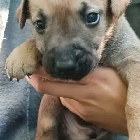 Caramel