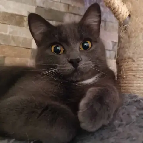 Baltik