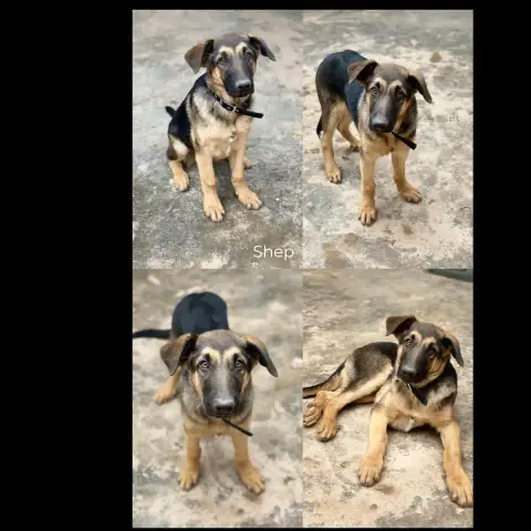 Shep