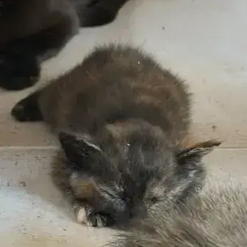 Tortie