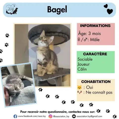 Bagel