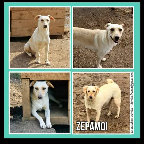 Zepamoi