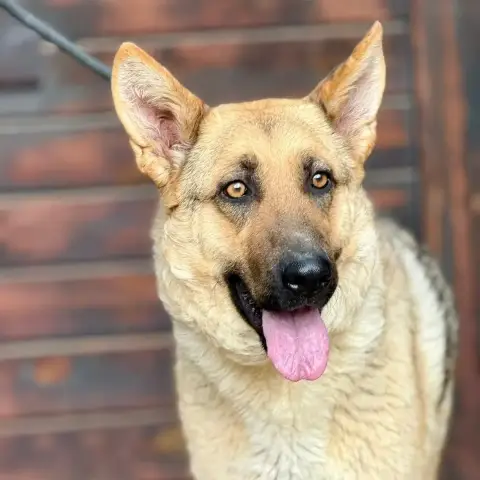 Ellie photo 2