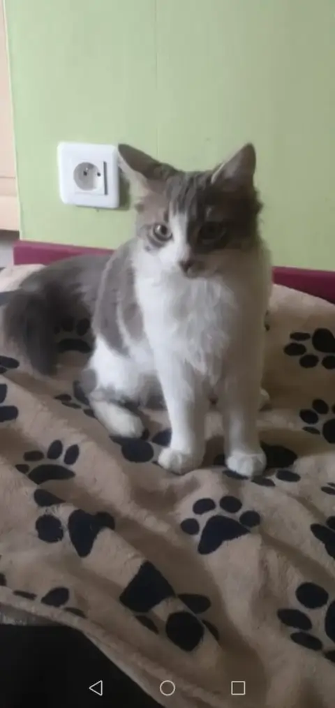 Säge