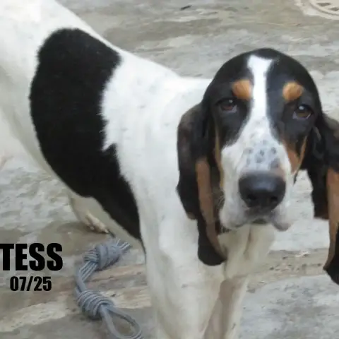 Tess