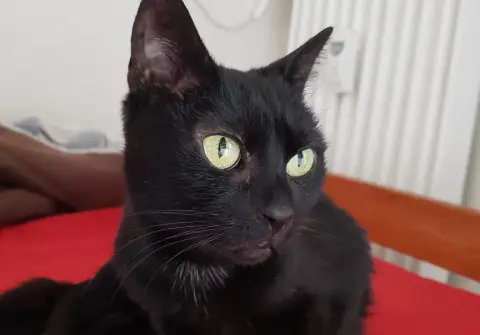 Minette