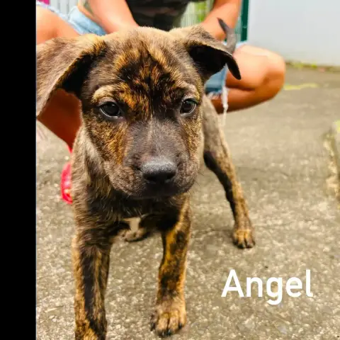 Angel