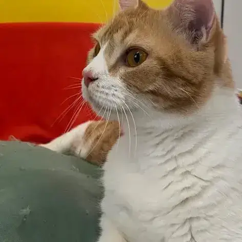 ✨️ Machu ✨️ 🐱 photo 2