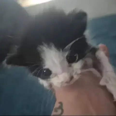 Oreo