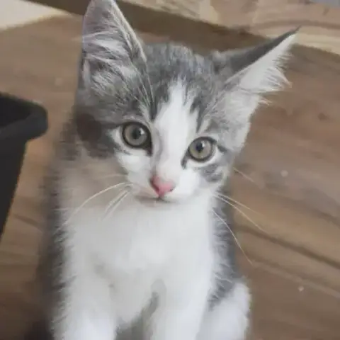 Pepper