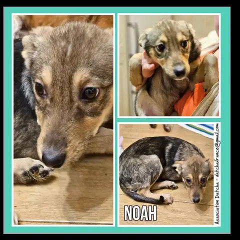 Noah